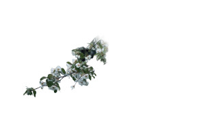 Crabapple Blossom Serenity Vinyl Car Decal Sticker – Waterproof & UV-Resistant 