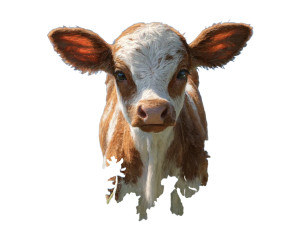 Baby Texas Longhorn Vinyl Car Decal Sticker – Waterproof & UV-Resistant Baby Texas Longhorn Vinyl Car Decal Sticker – Waterproof & UV-Resistant