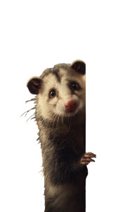 Opossum At Diner Vinyl Car Decal Sticker – Waterproof & UV-Resistant  Opossum At Diner Vinyl Car Decal Sticker – Waterproof & UV-Resistant