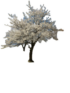 Blossoming Cherry Tree Vinyl Car Decal Sticker – Waterproof & UV-Resistant Blossoming Cherry Tree Vinyl Car Decal Sticker – Waterproof & UV-Resistant