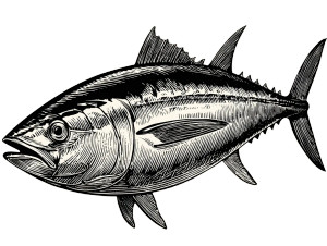 Vintage Tuna Illustration Vinyl Car Decal Sticker – Waterproof & UV-Resistant Vintage Tuna Illustration Vinyl Car Decal Sticker – Waterproof & UV-Resistant