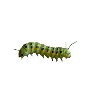 Green Caterpillar Crawling Vinyl Car Decal Sticker – Waterproof & UV-Resistant 