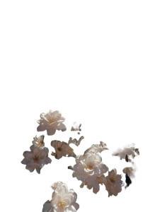 Blooming Gardenias Vinyl Car Decal Sticker – Waterproof & UV-Resistant 