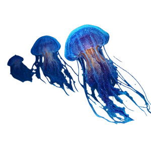 Glowing Jellyfish Scene Vinyl Car Decal Sticker – Waterproof & UV-Resistant 