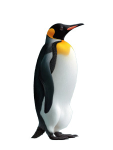 Penguin Illustration Vinyl Car Decal Sticker – Waterproof & UV-Resistant Penguin Illustration Vinyl Car Decal Sticker – Waterproof & UV-Resistant