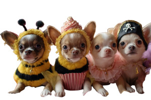 Costumed Chihuahua Puppies Vinyl Car Decal Sticker – Waterproof & UV-Resistant 
