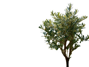 Pruned Olive Tree Vinyl Car Decal Sticker – Waterproof & UV-Resistant 