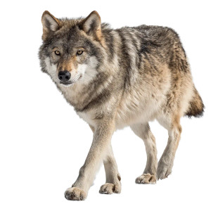 Wolf Walking V2 Vinyl Car Decal Sticker – Waterproof & UV-Resistant 
