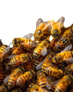 Bee Swarm Close-Up V2 Vinyl Car Decal Sticker – Waterproof & UV-Resistant Bee Swarm Close-Up V2 Vinyl Car Decal Sticker – Waterproof & UV-Resistant