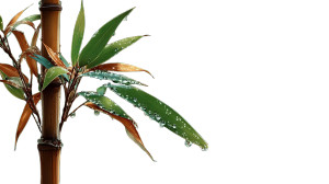 Slender Bamboo Stalk Vinyl Car Decal Sticker – Waterproof & UV-Resistant 