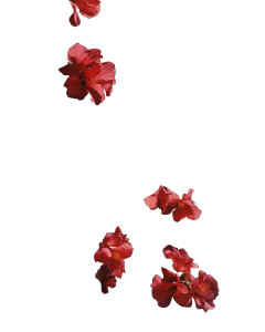 Red Flowers Japan Vinyl Car Decal Sticker – Waterproof & UV-Resistant 