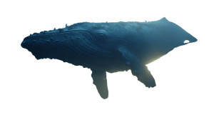 Blue Whale Surrealism Vinyl Car Decal Sticker – Waterproof & UV-Resistant 