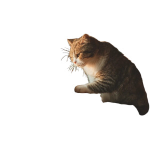 Sushi Cat V2 Vinyl Car Decal Sticker – Waterproof & UV-Resistant 