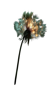 Glowing Dandelion Seed Vinyl Car Decal Sticker – Waterproof & UV-Resistant Glowing Dandelion Seed Vinyl Car Decal Sticker – Waterproof & UV-Resistant