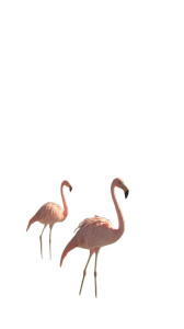 Pink Flamingos Paradise V2 Vinyl Car Decal Sticker – Waterproof & UV-Resistant 