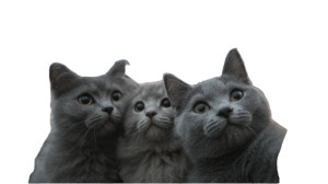 Russian Blue Cats Selfie V2 Vinyl Car Decal Sticker – Waterproof & UV-Resistant 