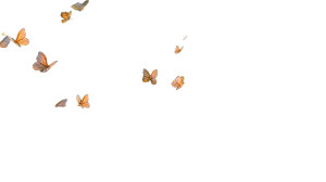 Fluttering Butterflies Vinyl Car Decal Sticker – Waterproof & UV-Resistant Fluttering Butterflies Vinyl Car Decal Sticker – Waterproof & UV-Resistant
