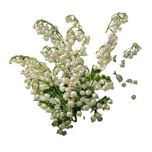 Lily-Of-The-Valley Bouquet Vinyl Car Decal Sticker – Waterproof & UV-Resistant Lily-Of-The-Valley Bouquet Vinyl Car Decal Sticker – Waterproof & UV-Resistant