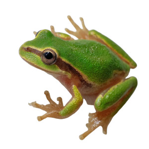 Frog V12 Vinyl Car Decal Sticker – Waterproof & UV-Resistant 