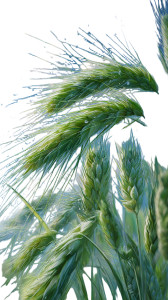 Green Wheat Ears Vinyl Car Decal Sticker – Waterproof & UV-Resistant Green Wheat Ears Vinyl Car Decal Sticker – Waterproof & UV-Resistant