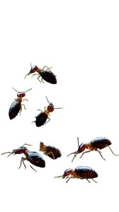 Termites Foraging V2 Vinyl Car Decal Sticker – Waterproof & UV-Resistant 