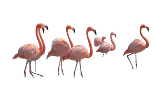 Seaside Flamingos Vinyl Car Decal Sticker – Waterproof & UV-Resistant Seaside Flamingos Vinyl Car Decal Sticker – Waterproof & UV-Resistant