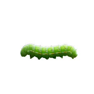 Green Caterpillar Vinyl Car Decal Sticker – Waterproof & UV-Resistant 