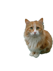 Ginger Cat On Car Vinyl Car Decal Sticker – Waterproof & UV-Resistant Ginger Cat On Car Vinyl Car Decal Sticker – Waterproof & UV-Resistant