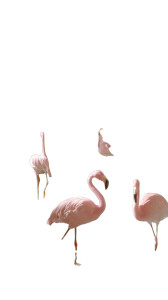 Pink Flamingos Paradise V3 Vinyl Car Decal Sticker – Waterproof & UV-Resistant Pink Flamingos Paradise V3 Vinyl Car Decal Sticker – Waterproof & UV-Resistant