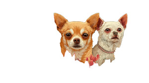 Whimsical Chihuahuas Vinyl Car Decal Sticker – Waterproof & UV-Resistant Whimsical Chihuahuas Vinyl Car Decal Sticker – Waterproof & UV-Resistant