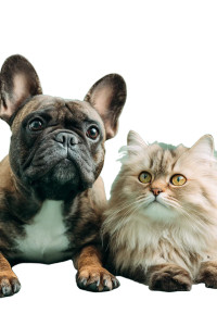 French Bulldog & Cat Vinyl Car Decal Sticker – Waterproof & UV-Resistant 