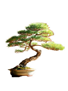 Serene Bonsai Alcove Vinyl Car Decal Sticker – Waterproof & UV-Resistant  Serene Bonsai Alcove Vinyl Car Decal Sticker – Waterproof & UV-Resistant
