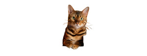 Bengal Cat Peeking Vinyl Car Decal Sticker – Waterproof & UV-Resistant 