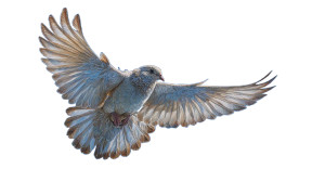 Majestic Soaring Bird Vinyl Car Decal Sticker – Waterproof & UV-Resistant 