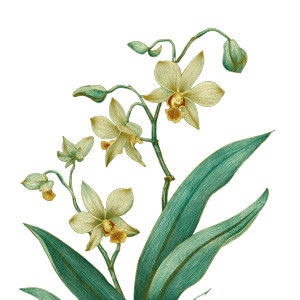 Elegant Dendrobium Painting Vinyl Car Decal Sticker – Waterproof & UV-Resistant 