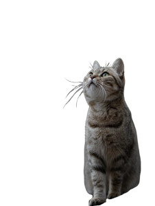 Cat And Owl Vinyl Car Decal Sticker – Waterproof & UV-Resistant 