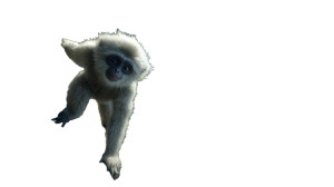 White Haired Gibbon Vinyl Car Decal Sticker – Waterproof & UV-Resistant 