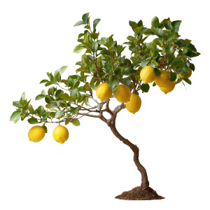 Lemon Tree Vinyl Car Decal Sticker – Waterproof & UV-Resistant 