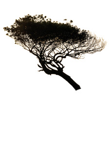 Windswept Tree V2 Vinyl Car Decal Sticker – Waterproof & UV-Resistant Windswept Tree V2 Vinyl Car Decal Sticker – Waterproof & UV-Resistant