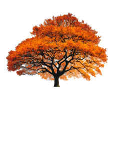 Majestic Glowing Tree V3 Vinyl Car Decal Sticker – Waterproof & UV-Resistant Majestic Glowing Tree V3 Vinyl Car Decal Sticker – Waterproof & UV-Resistant