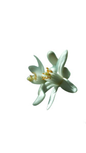 Neroli Flower Close-Up Vinyl Car Decal Sticker – Waterproof & UV-Resistant Neroli Flower Close-Up Vinyl Car Decal Sticker – Waterproof & UV-Resistant