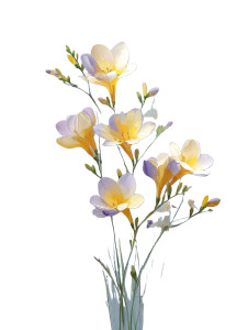 Delicate Freesia Flower Vinyl Car Decal Sticker – Waterproof & UV-Resistant 