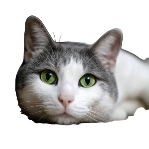 Gray Cat Vinyl Car Decal Sticker – Waterproof & UV-Resistant 