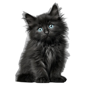 Fluffy Black Kitten Vinyl Car Decal Sticker – Waterproof & UV-Resistant 