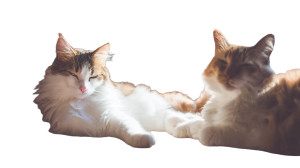 Sunbathing Cats Vinyl Car Decal Sticker – Waterproof & UV-Resistant 