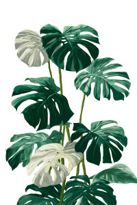 Monstera Plant Illustration Vinyl Car Decal Sticker – Waterproof & UV-Resistant Monstera Plant Illustration Vinyl Car Decal Sticker – Waterproof & UV-Resistant
