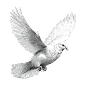 White Dove Flying V7 Vinyl Car Decal Sticker – Waterproof & UV-Resistant 