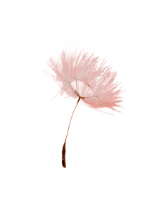 Floating Dandelion Seed Vinyl Car Decal Sticker – Waterproof & UV-Resistant Floating Dandelion Seed Vinyl Car Decal Sticker – Waterproof & UV-Resistant