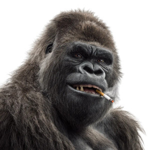 Smoking Gorilla Vinyl Car Decal Sticker – Waterproof & UV-Resistant 