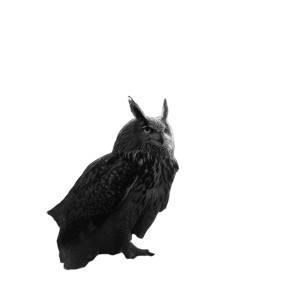 Mystical Power Owl Vinyl Car Decal Sticker – Waterproof & UV-Resistant 